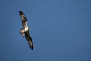 Osprey bird of prey in flight