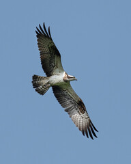 Osprey bird of prey in flight