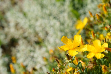 Bright yellow St John's Wort flowers with long stamens.