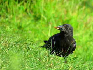 crow on the grass, crow Crow eating food. bird crow.
