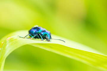Chrysochus chinensis, The leaf beetle of Chinese milkworm is seen on a leaf
