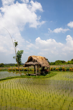 Travel lifestyle view of local and traditional rice field hut in the green rice fields of Ubud, Bali, Indonesia.
