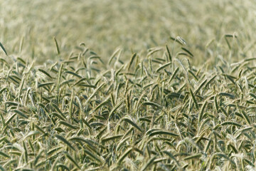 Field of early wheat with blurred background