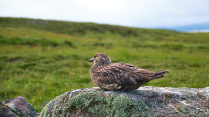 Great skua on a rock on Handa Island in the Highlands of Scotland