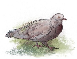 Walking adolescent collared dove illustration sketch