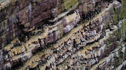 Guillemots, razorbills and kittiwakes nesting with chicks on the cliffs of Handa Island