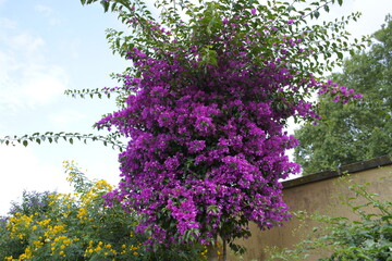 
Bougainvillea glabra  ,Sanderiana, Nyctaginaceae family. Hanover – Herrenhausen, Germany
