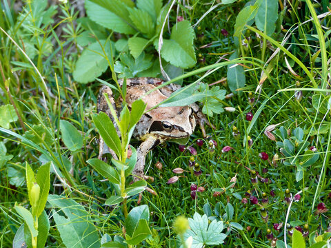Portrait of a frog
