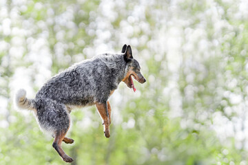 Young australian cattle dog or blue heeler playing and jumping at nature