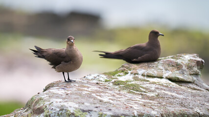 Arctic Skuas on Handa Island