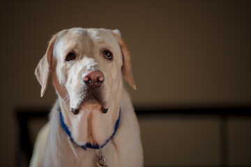 Close up Portrait of a brown - yellow labrador dog and looking away from the camera with toung out and  isolated background.
