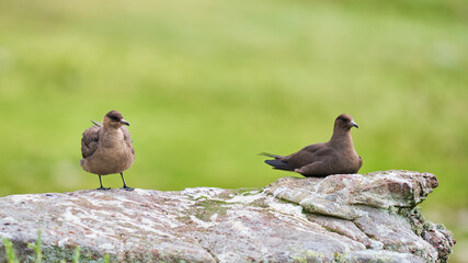 Arctic Skuas on Handa Island