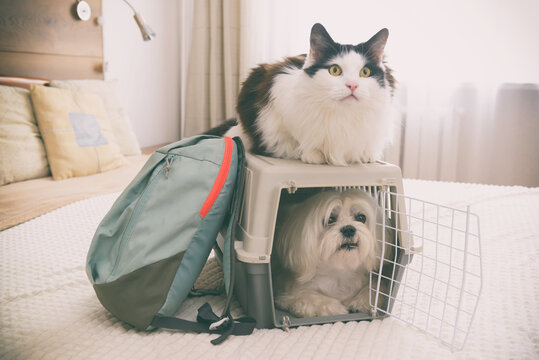 Dog in carrier with cat