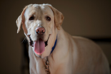Close up Portrait of a brown - yellow labrador dog and looking Stright at the camera with toung out and  isolated background.