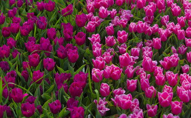 A huge field of bright, blooming tulips in the city park. Beauty of blooming field. Nature background. Spring flowers on a warm sunny day.