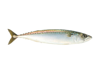 One fresh mackerel isolated on white background. Fish raw