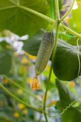 Small cucumber with a flower. Growing cucumbers in a greenhouse. Organic foods.