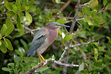 Green heron perched on a mangrove branch