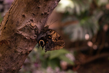 butterfly on a tree