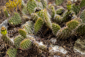 Cacti