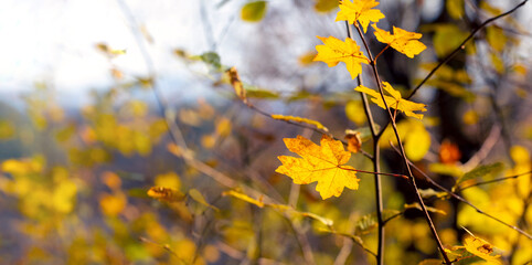 Golden autumn. Yellow maple leaves on a young tree in the autumn forest