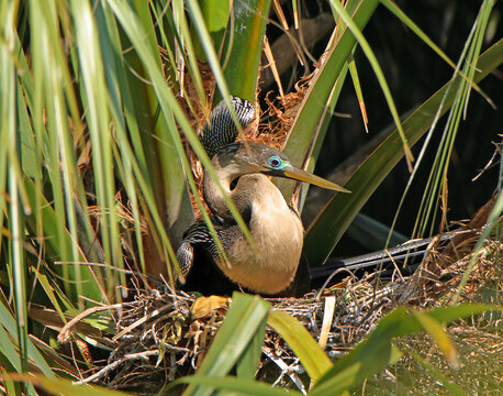 Female Anhinga Sitting On It's Nest