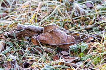 Fototapeta premium Frost-covered dry leaves on the grass during the frost in the morning