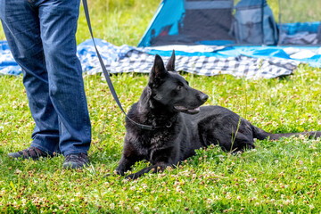 A purebred black dog lies on the grass next to its owner. Man resting with a dog in the park