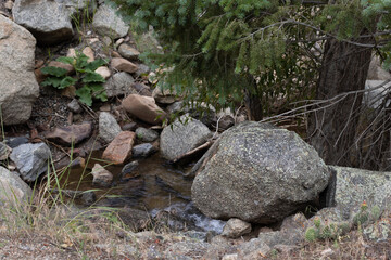 stream in the forest
