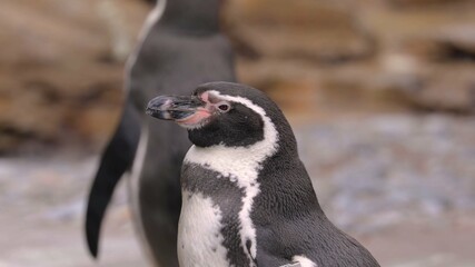 Naklejka premium penguins