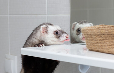 Ferret (polecat) look at mirror in the bathroom