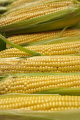 fresh corn on the cob. background, food texture, harvest.selective focus.