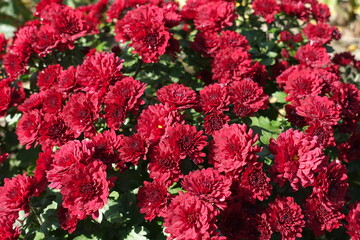 Naklejka premium Great number of red flowers of Chrysanthemums in October
