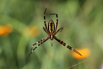 Female spider Argiope Bruennichi, or the wasp-spider on her spiderweb. Blurred background. 
