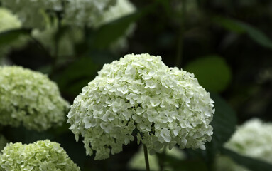 Blooming hydrangea in a garden