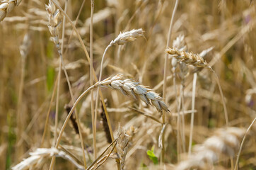 Cereal field on a summer day.