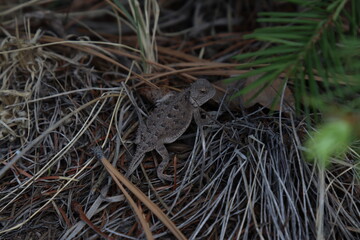 New Mexico wildlife and landscape