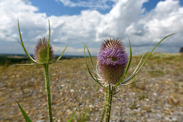 Wilde Karde // Wild teasel, fuller's teasel (Dipsacus fullonum)