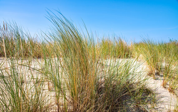 Sanddünen, Dünengras, Postkarten Landschaft, Urlaubslandschaften an der  Ostsee, Insel Usedom