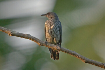 Juvenile Asian Glossy Starling Aplonis panayensis on a branch