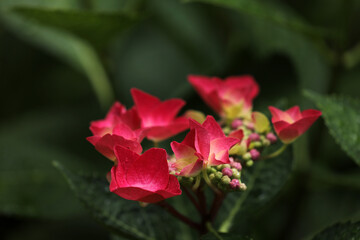 Blooming hydrangea in a garden