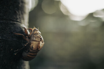 セミの抜け殻