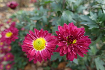 Pair of crimson and yellow flowers of Chrysanthemums in November