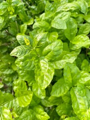 Jasmine leaves in the garden.
