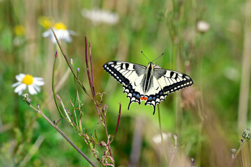 Schwalbenschwanz // yellow swallowtail (Papilio machaon)