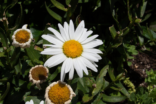 Flores de jardín, margarita blanca y amarilla en verano