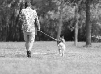 Obraz premium person with dog on a leash takes the animal for a walk in the park