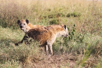Fototapeta premium Beautiful Animals Game of Africa – Hyena