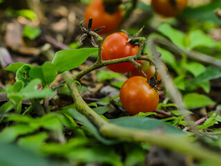 Cherry tomatoes (Solanum lycopersicum var. cerasiforme) still on the tree with other fruits around, some dry leaves, others green of the plant and some blurred spots
