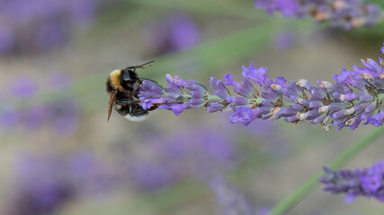 Taking care of our bees. Bumble bee pollinates lavender flower in a lavender field